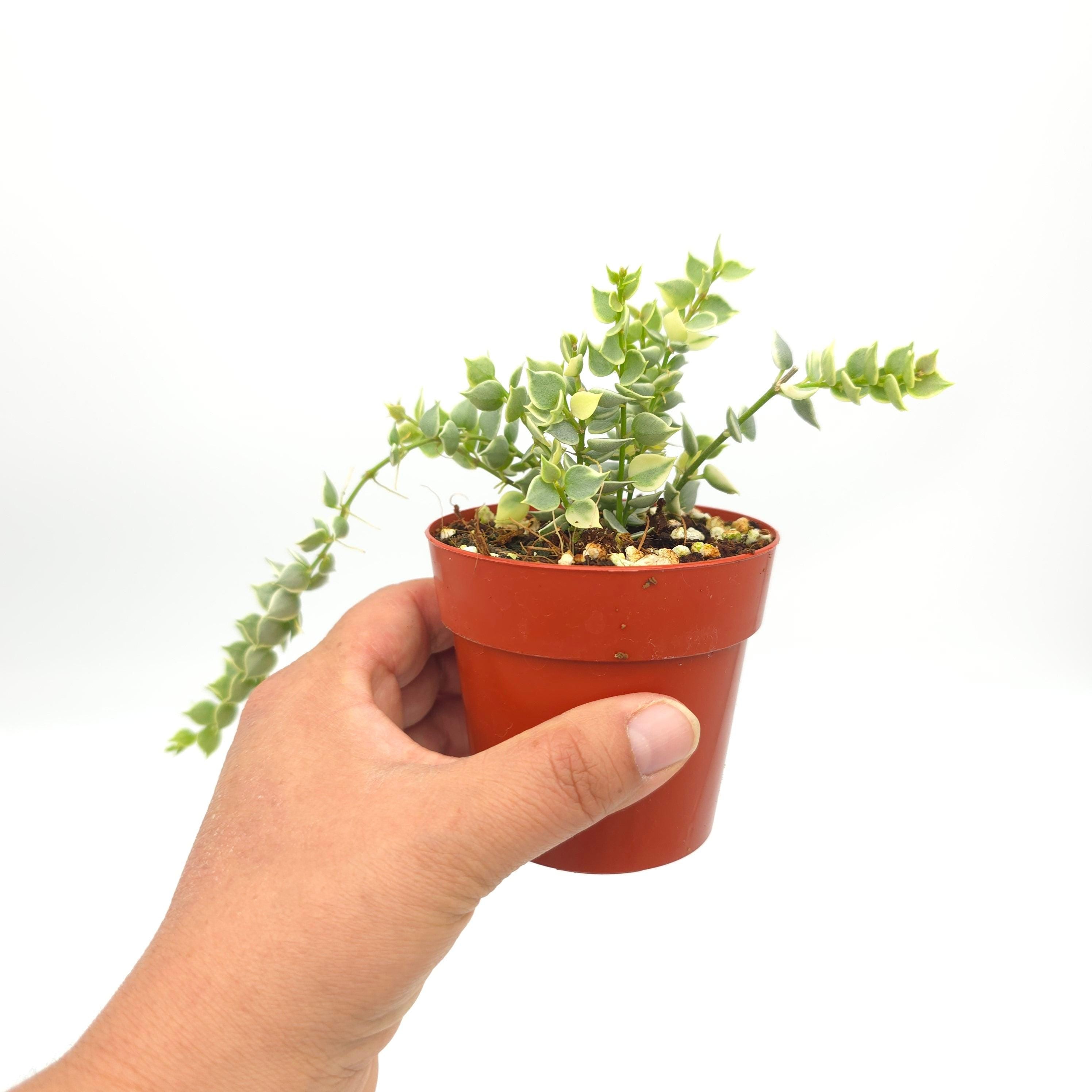 Dischidia ruscifolia variegata 3 inch pot Growers Choice