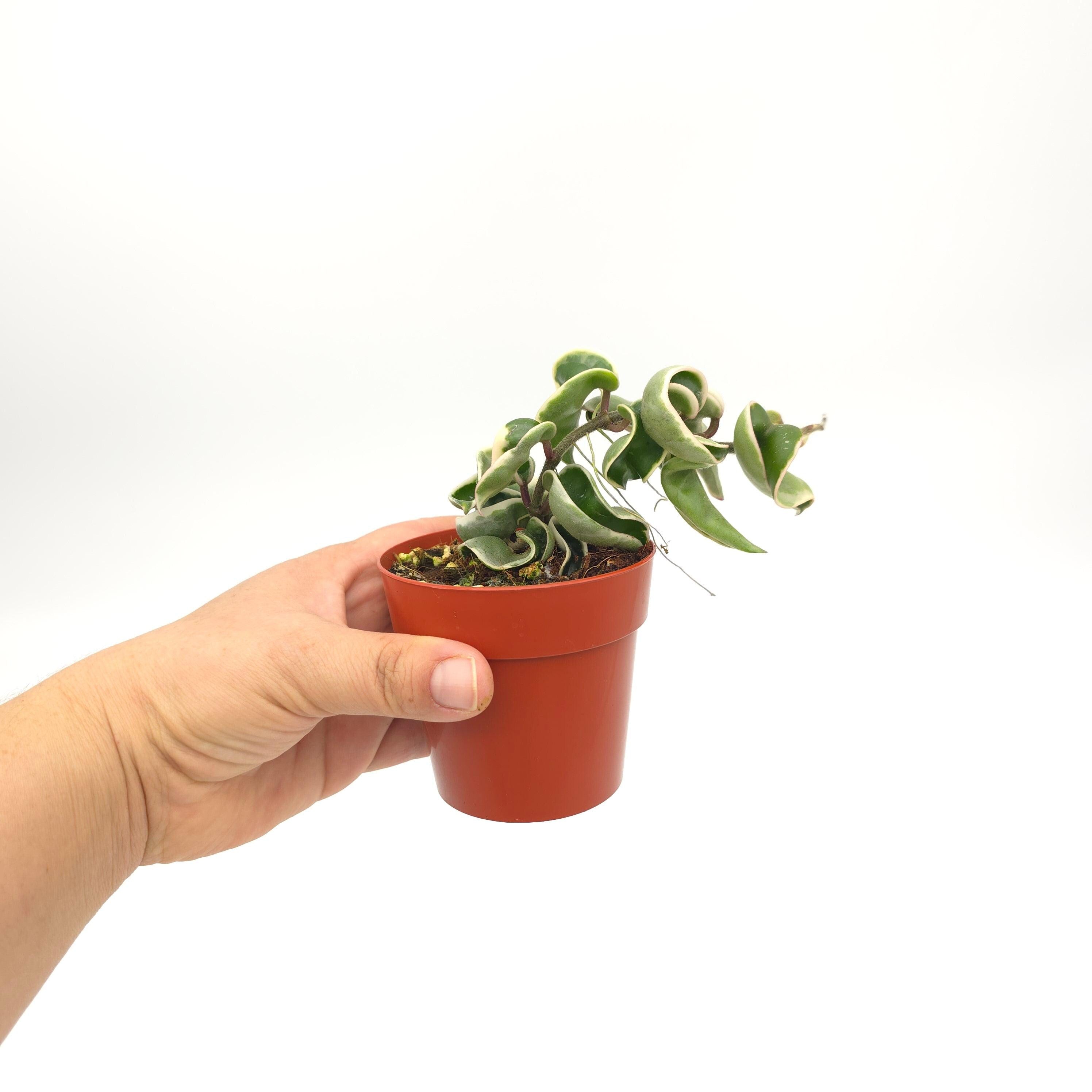 Hoya carnosa compacta variegata (outer variegated)3 inch pot Growers Choice