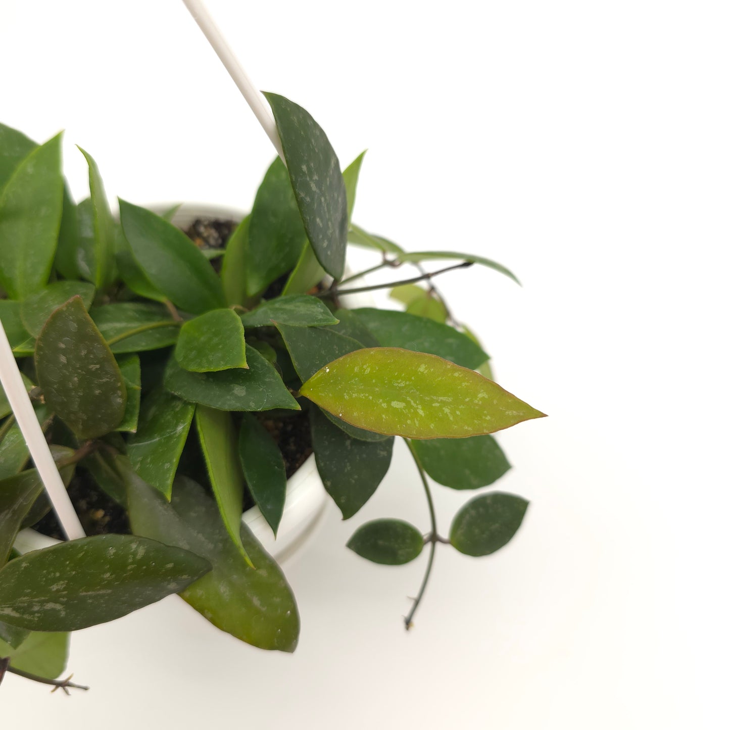 Hoya memoria (formerly gracilis) 4.5 inch hanging basket 592