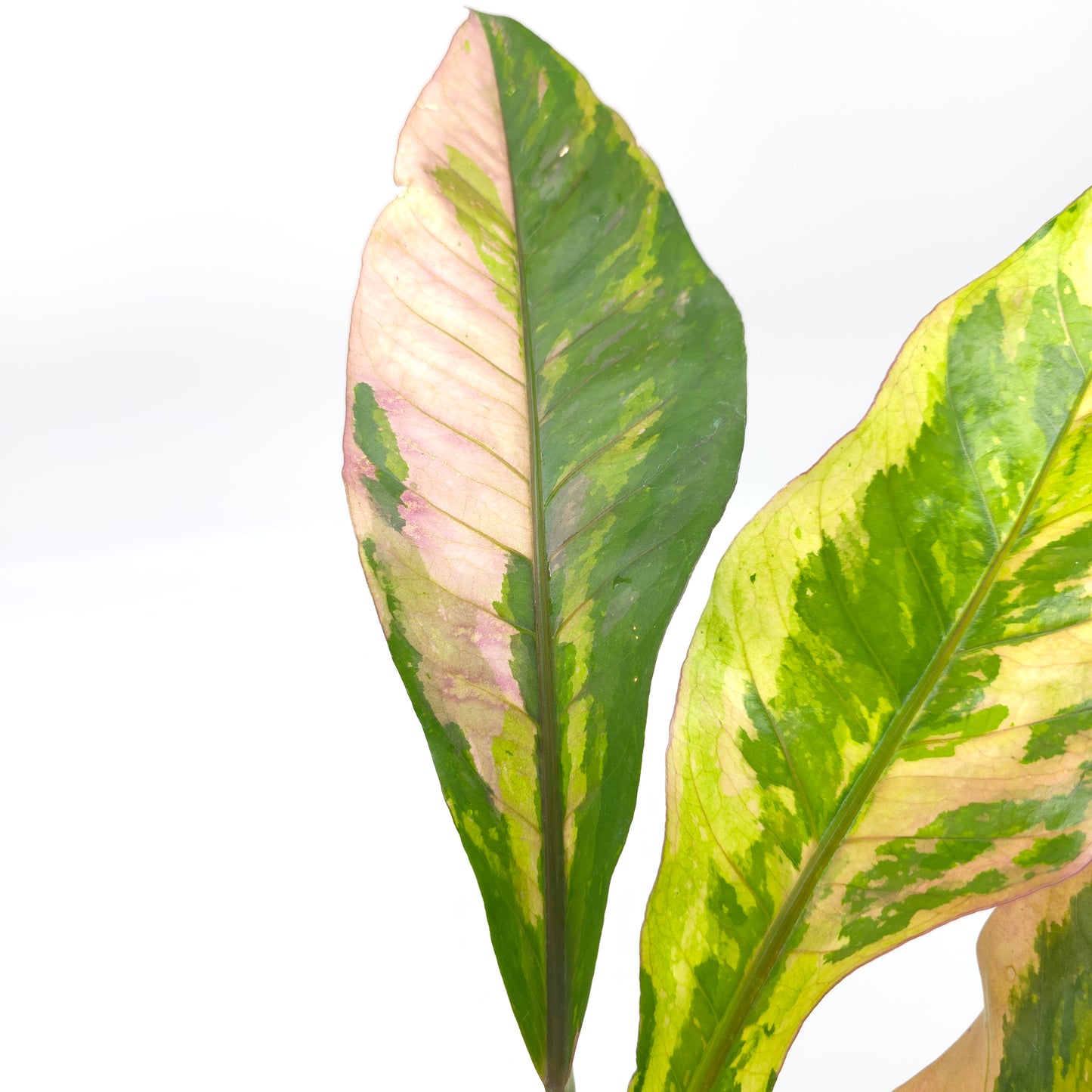 Anthurium Pink Camo 4 inch pot 650