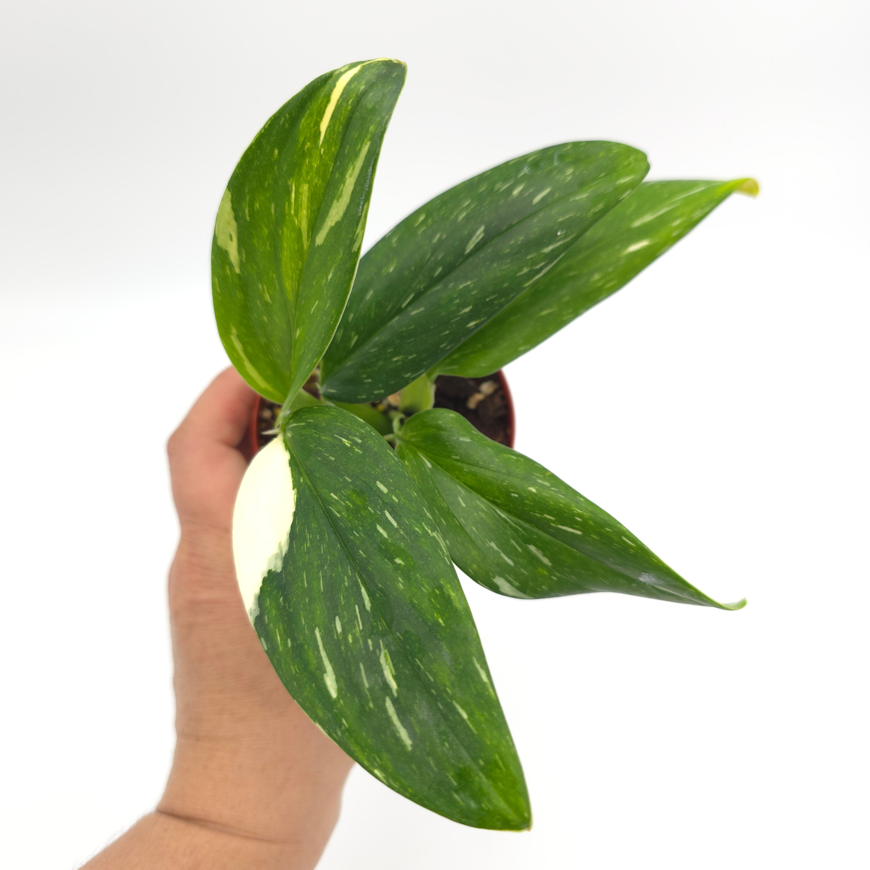 Monstera standleya albo variegated 3 inch pot Growers Choice