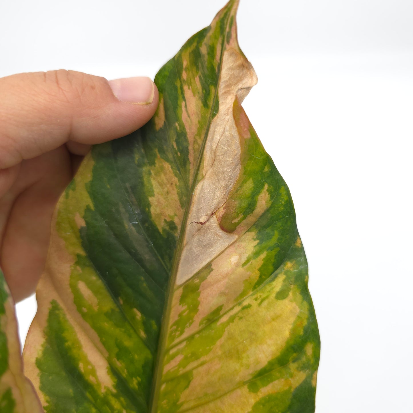 Anthurium Pink Camo 4 inch pot 650