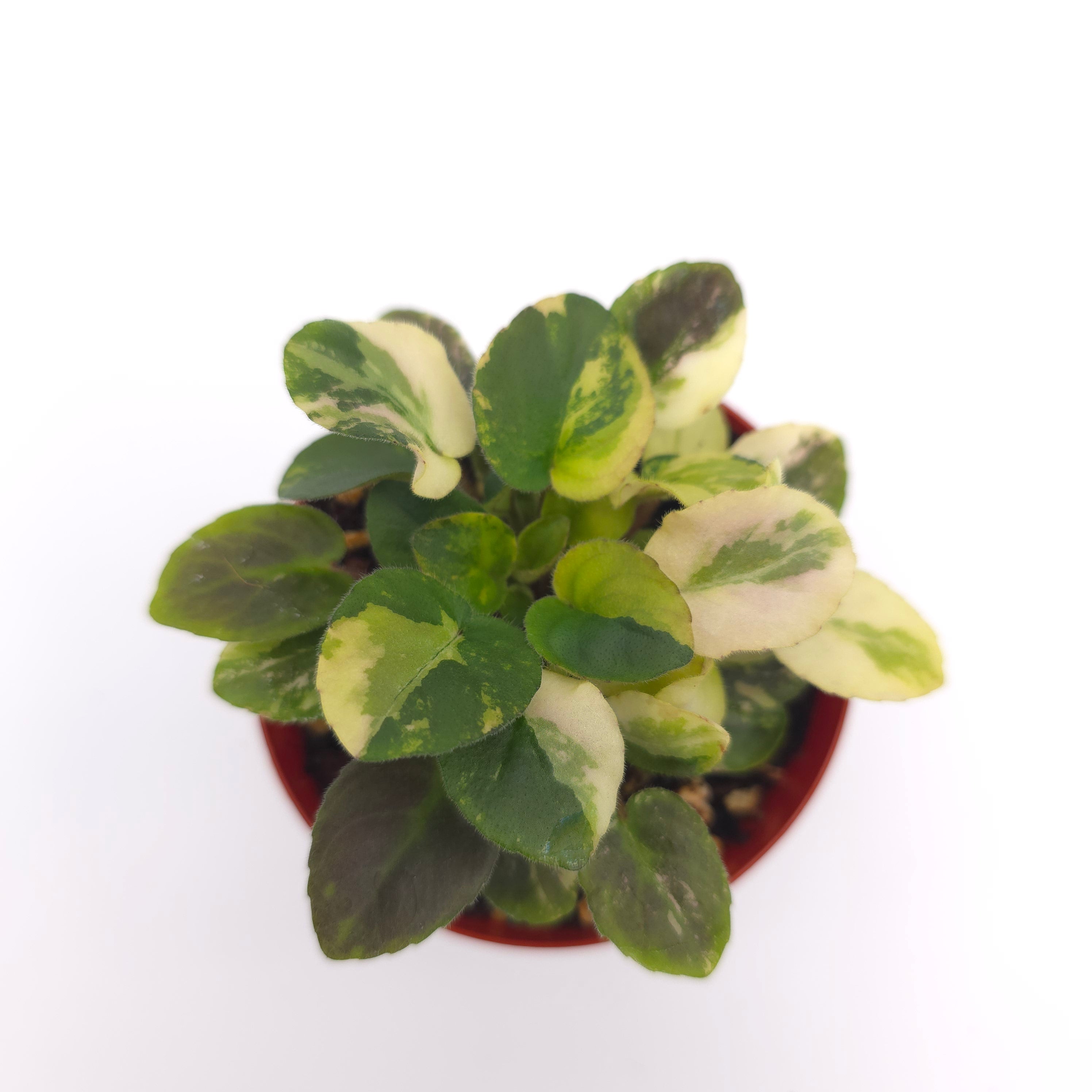 African Violet Jersey Rose Trail Sport