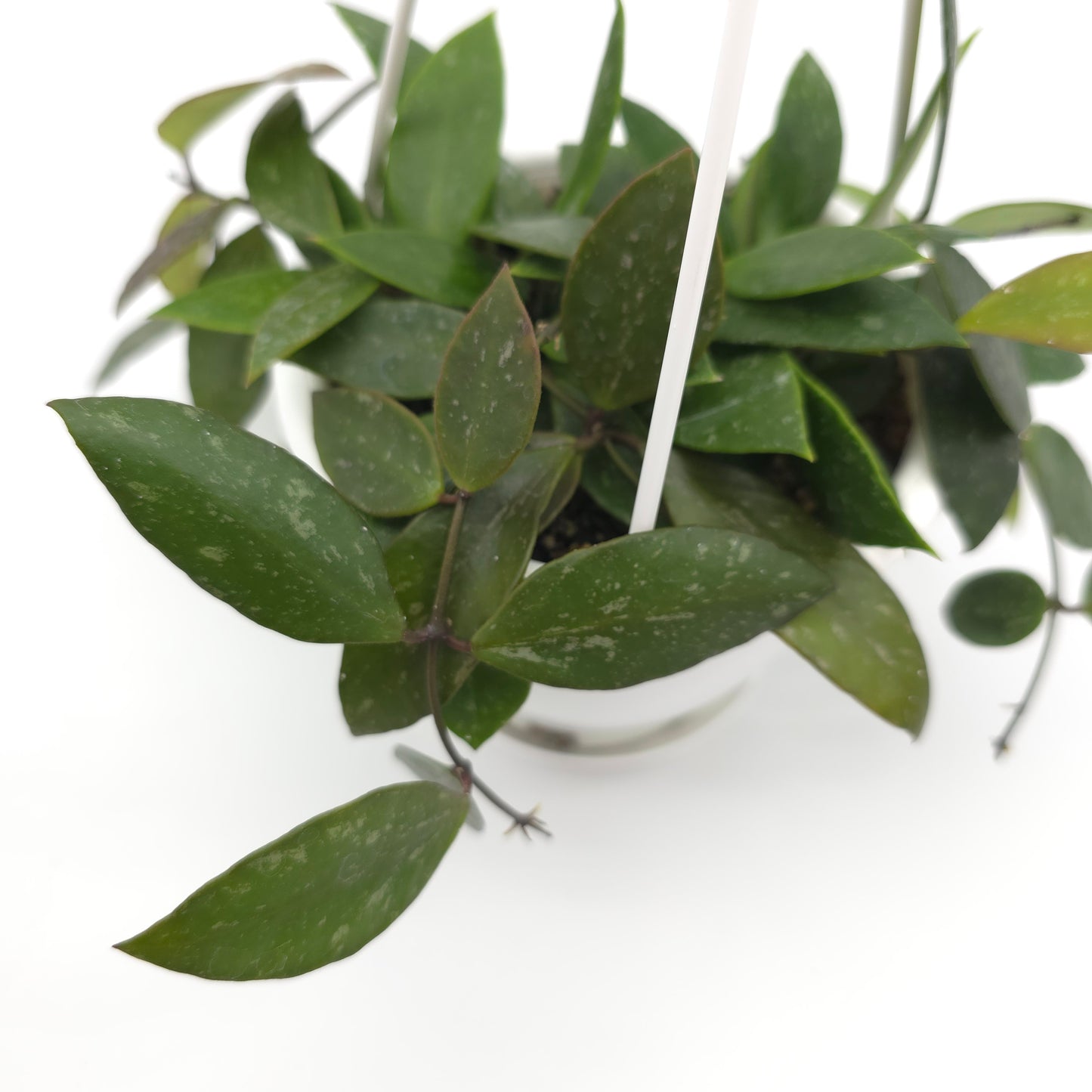 Hoya memoria (formerly gracilis) 4.5 inch hanging basket 592