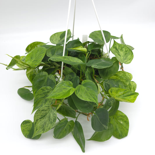 Philodendron hederaceum variegated 6 inch hanging basket 477