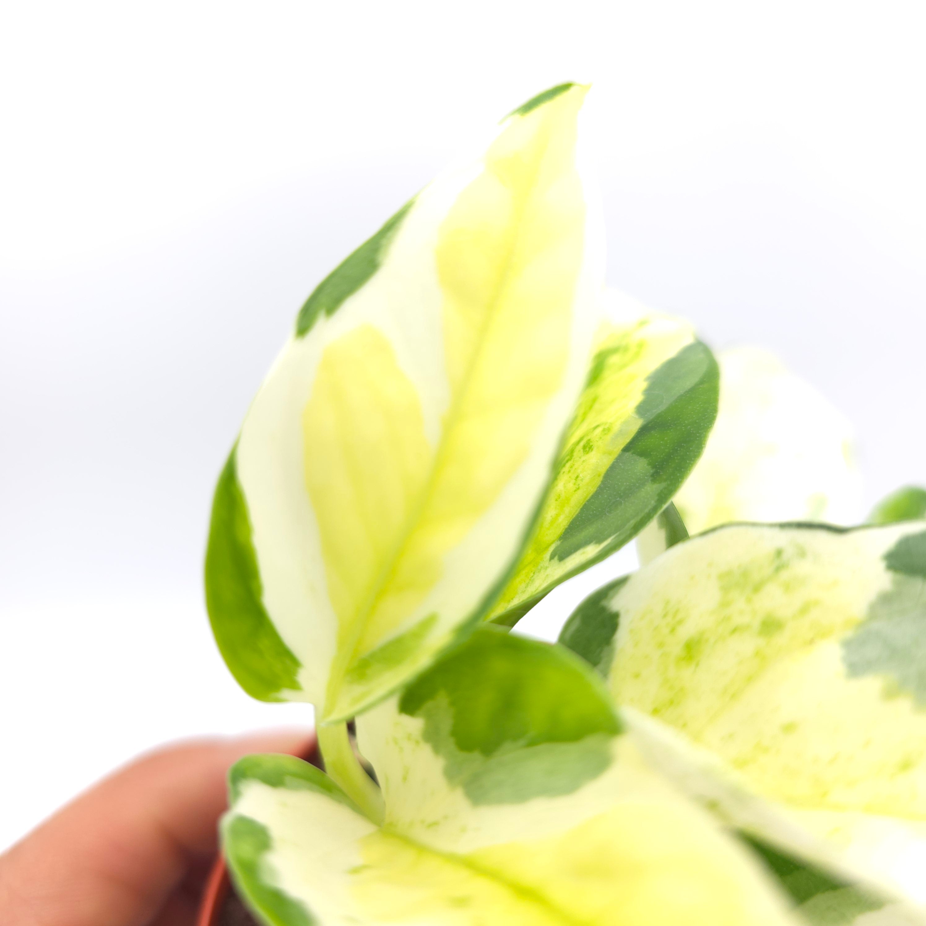 Epipremnum aureum Japanese Global , Growers Choice 3 inch pot