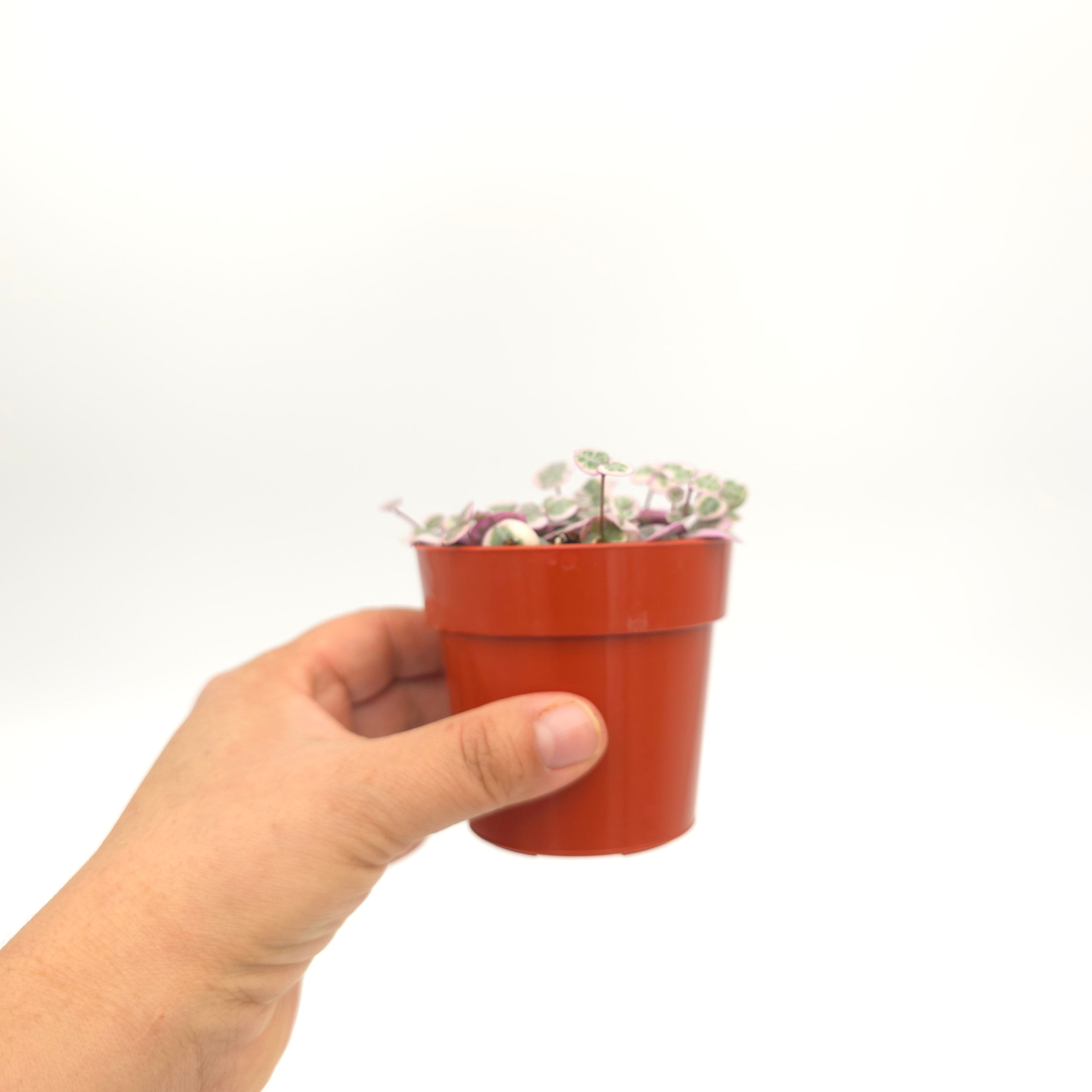 Ceropegia woodii variegata String of Hearts 3 inch pot growers choice