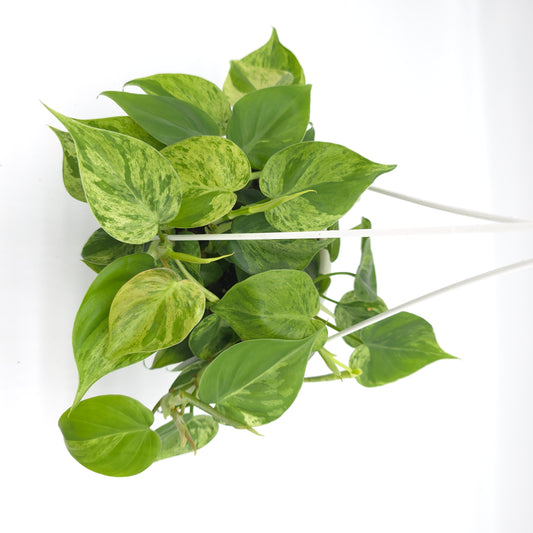 Philodendron hederaceum variegata 6 inch hanging basket 477