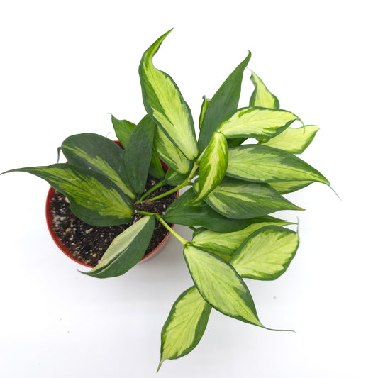 Hoya polyneura inner variegated 3 inch pot 236