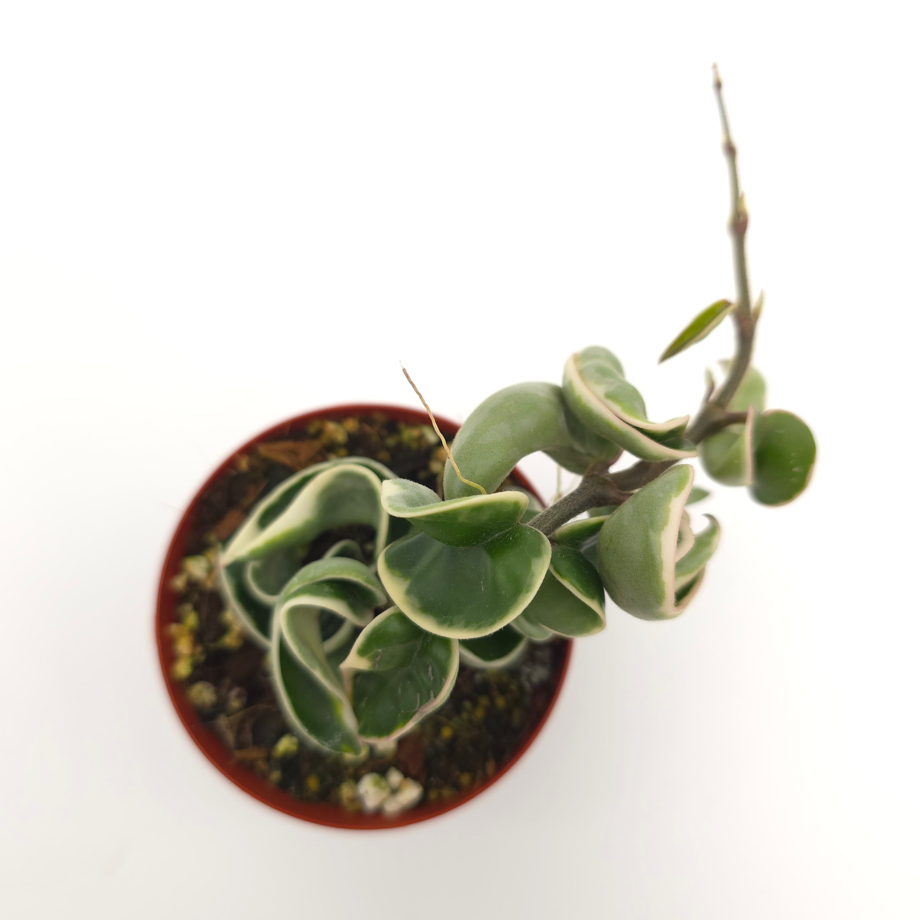 Hoya carnosa compacta variegata (outer variegated)3 inch pot Growers Choice