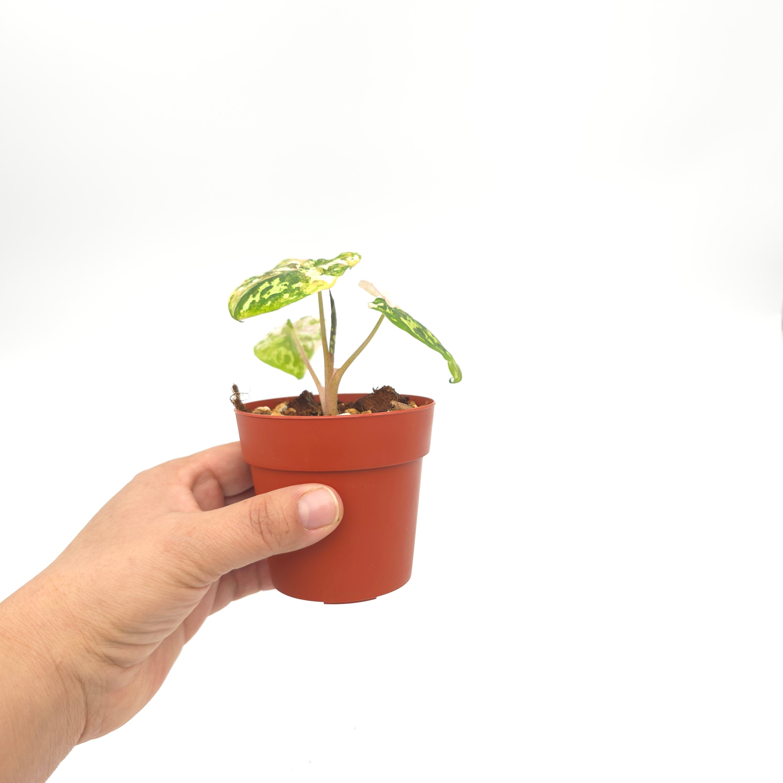 Caladium Fika Bliss (Hilo Beauty variegated) 3 inch pot Growers Choice