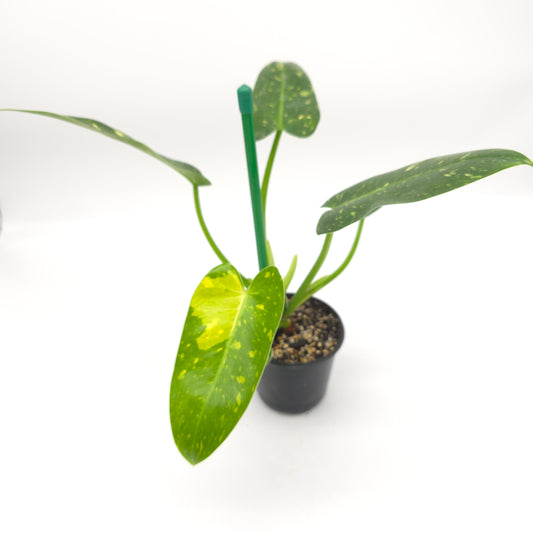 Philodendron Texas Jose Buono aka NOID 4 inch pot 645