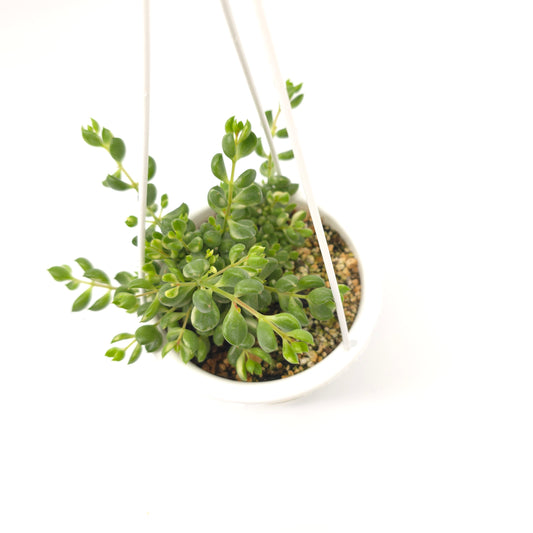 Cotyledon pendens variegata 4.5 inch hanging basket 390