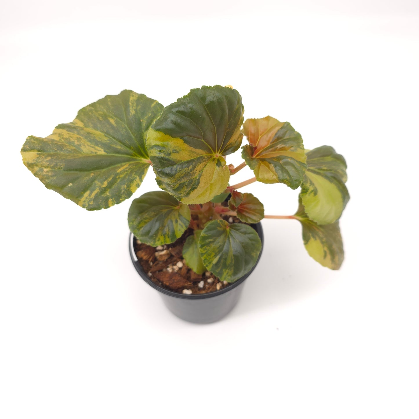 Begonia cucullata aurea variegata 4 inch pot 936
