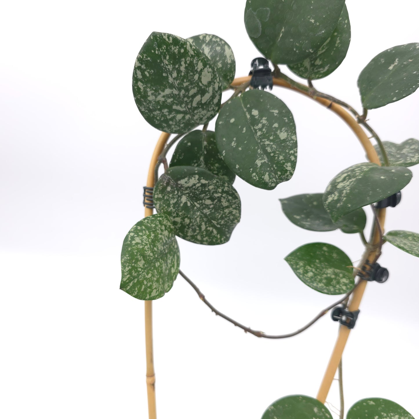 Hoya carnosa Freckles 4 inch pot 380