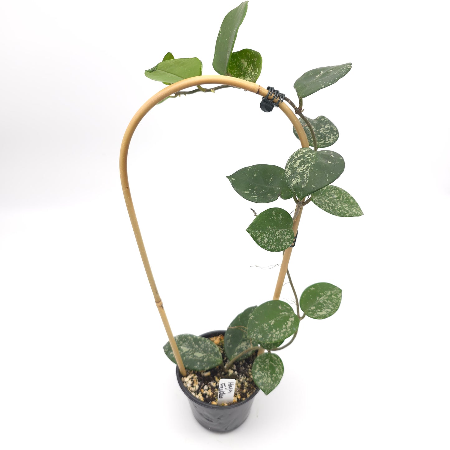 Hoya carnosa Freckles 4 inch pot 380