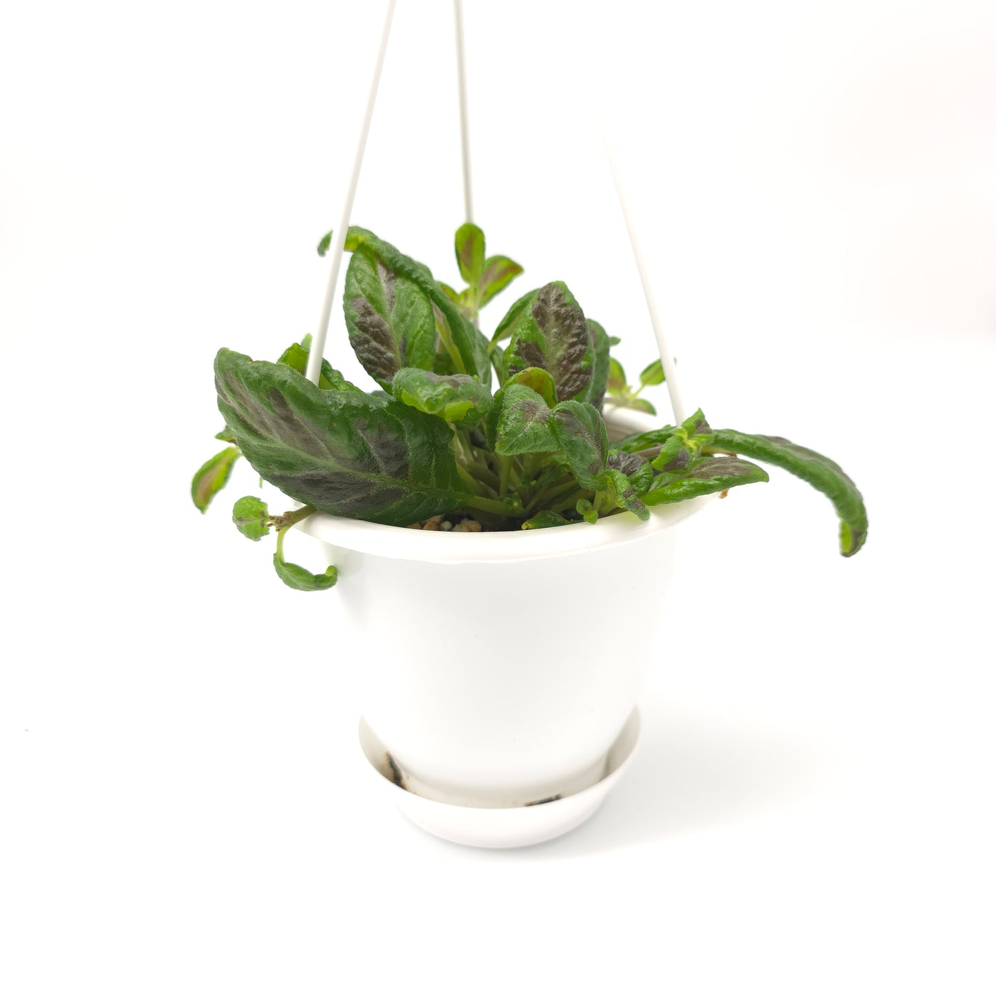 Episcia Sun Gold Chimera 4.5 inch hanging basket 754