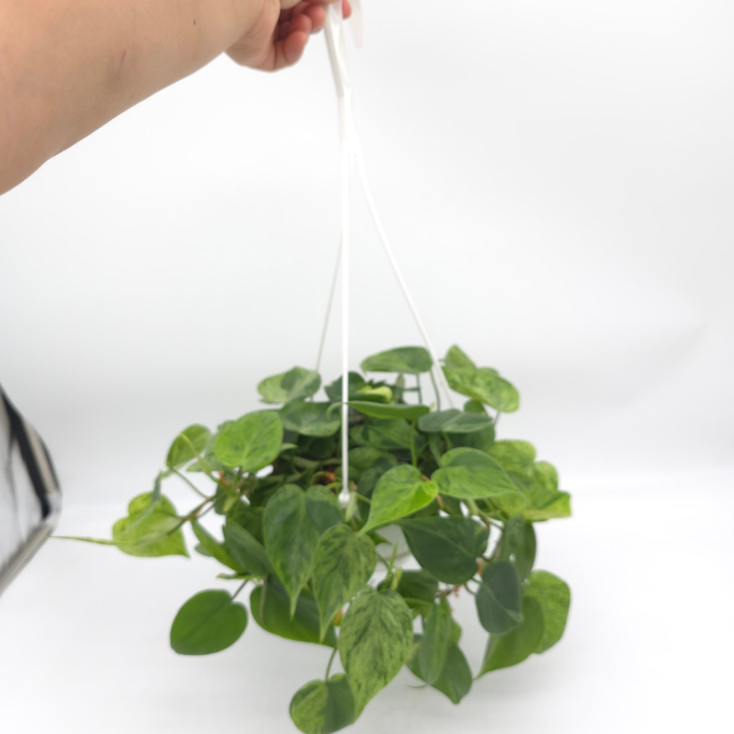 Philodendron hederaceum variegated 6 inch hanging basket 477