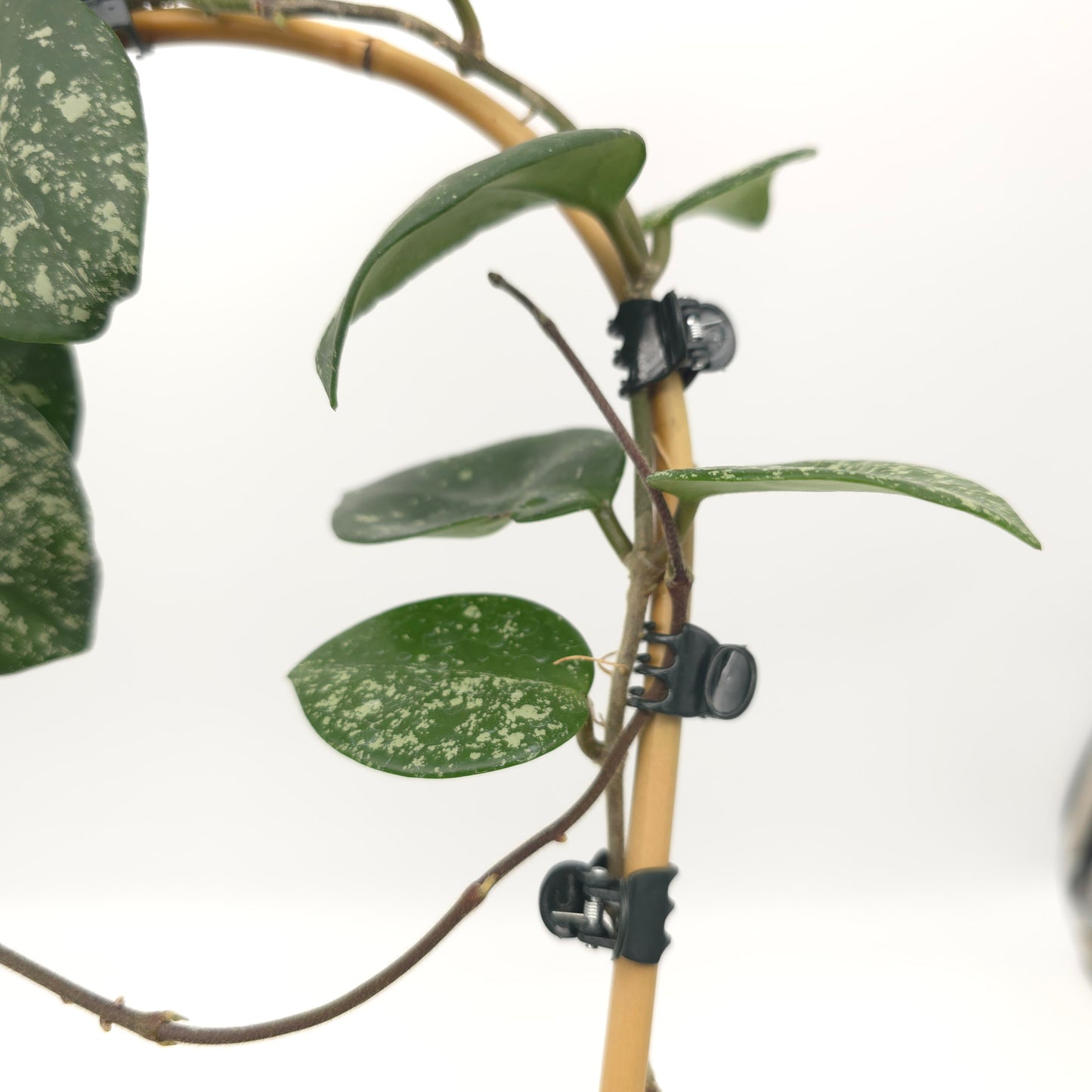 Hoya carnosa Freckles 4 inch pot 380