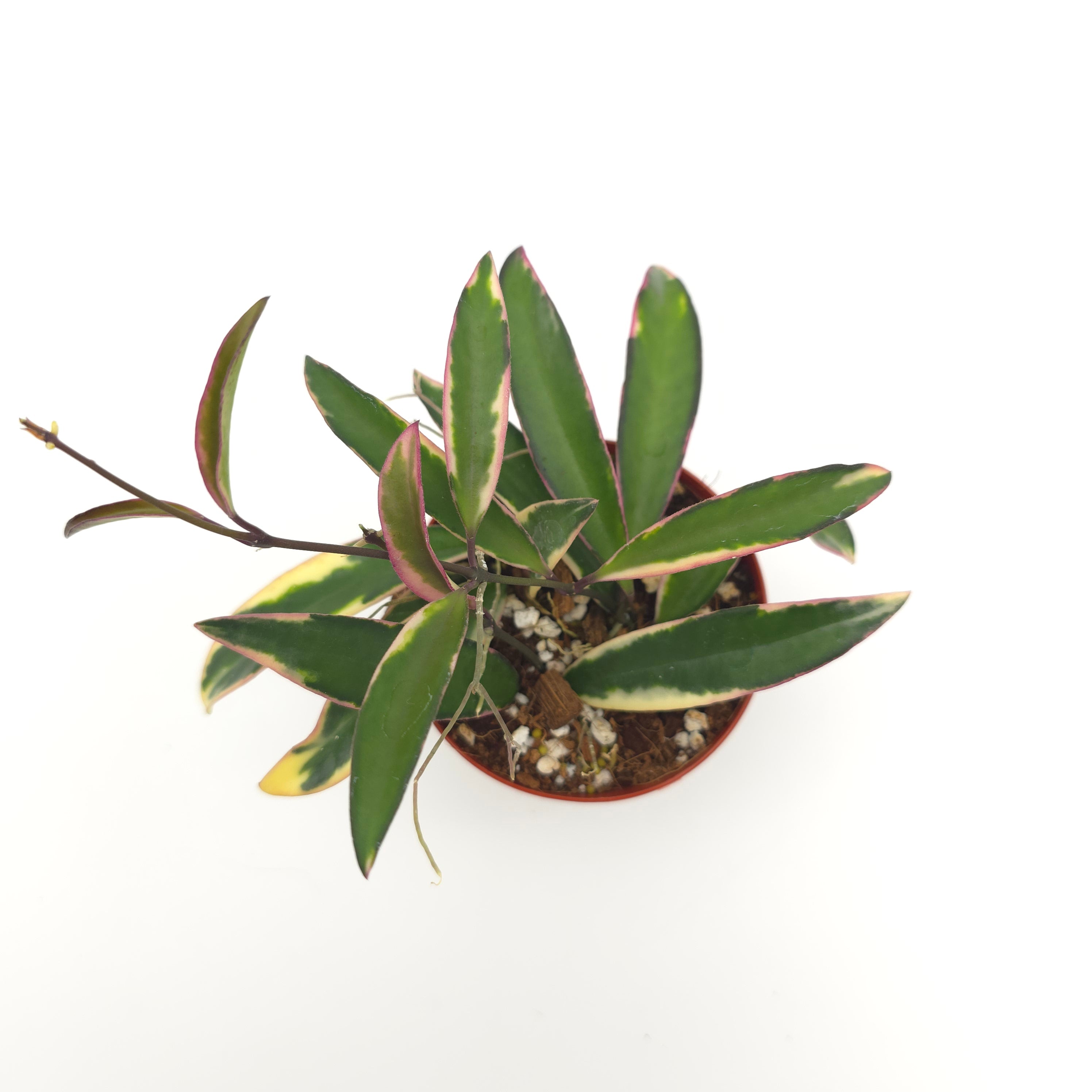 Hoya kentiana 'Lori Lyn'