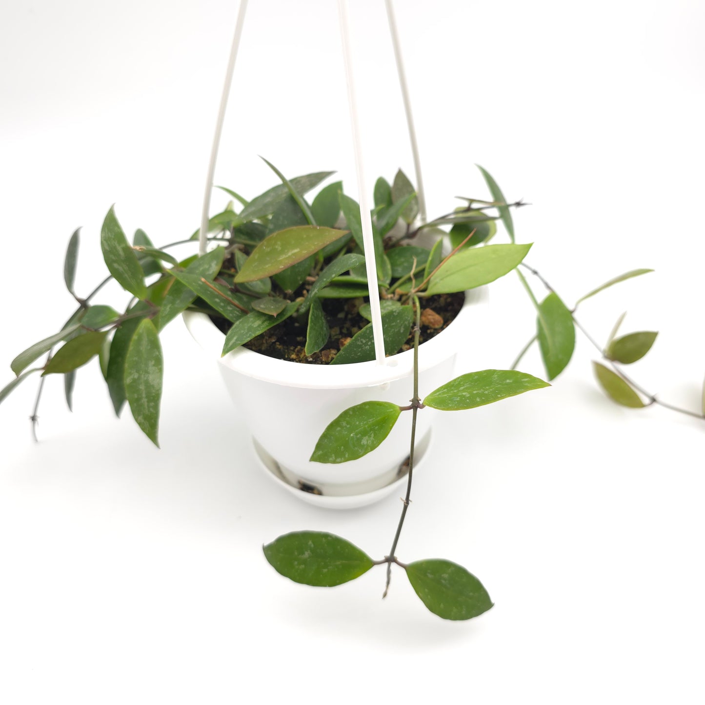 Hoya memoria (formerly gracilis) 4.5 inch hanging basket 243