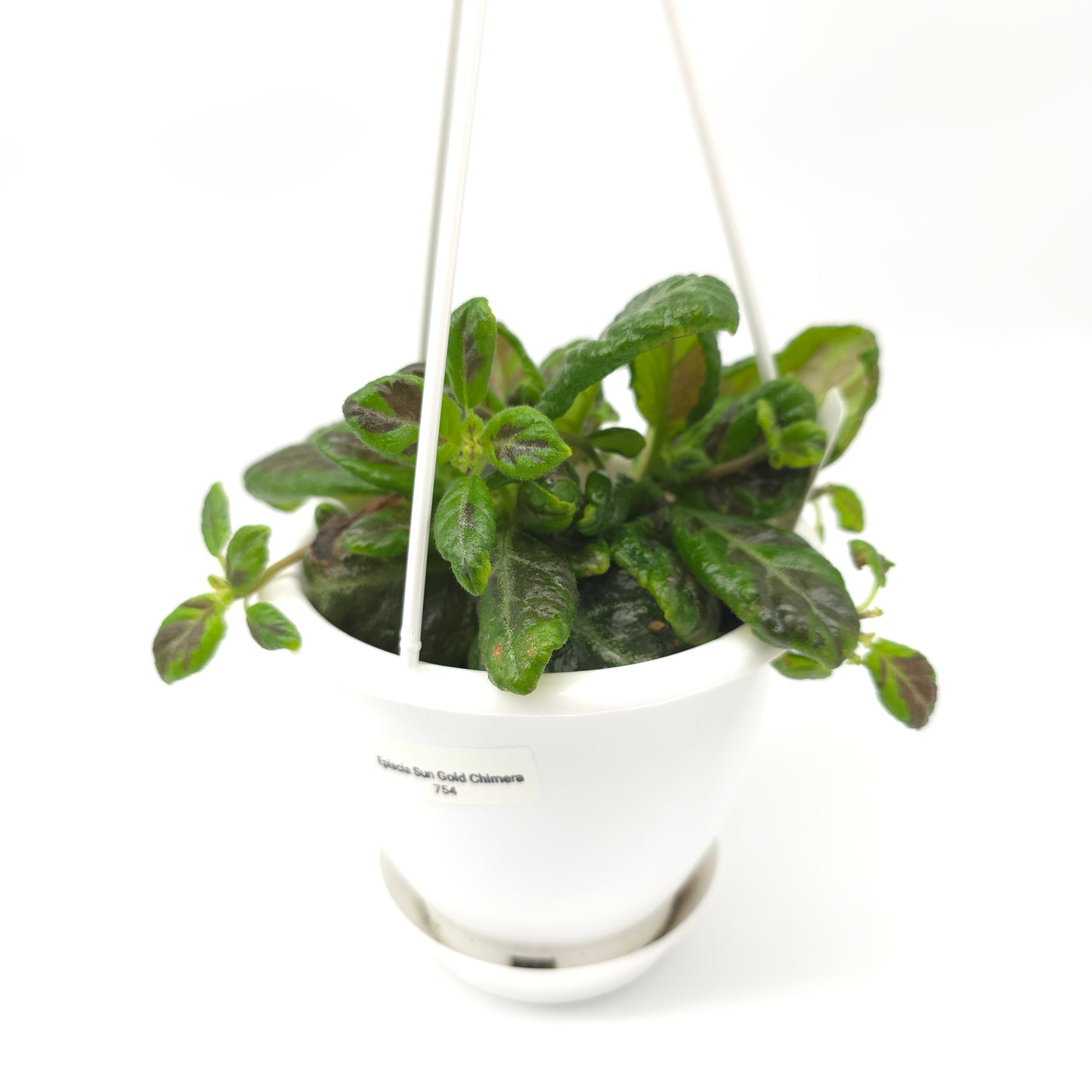 Episcia Sun Gold Chimera 4.5 inch hanging basket 754