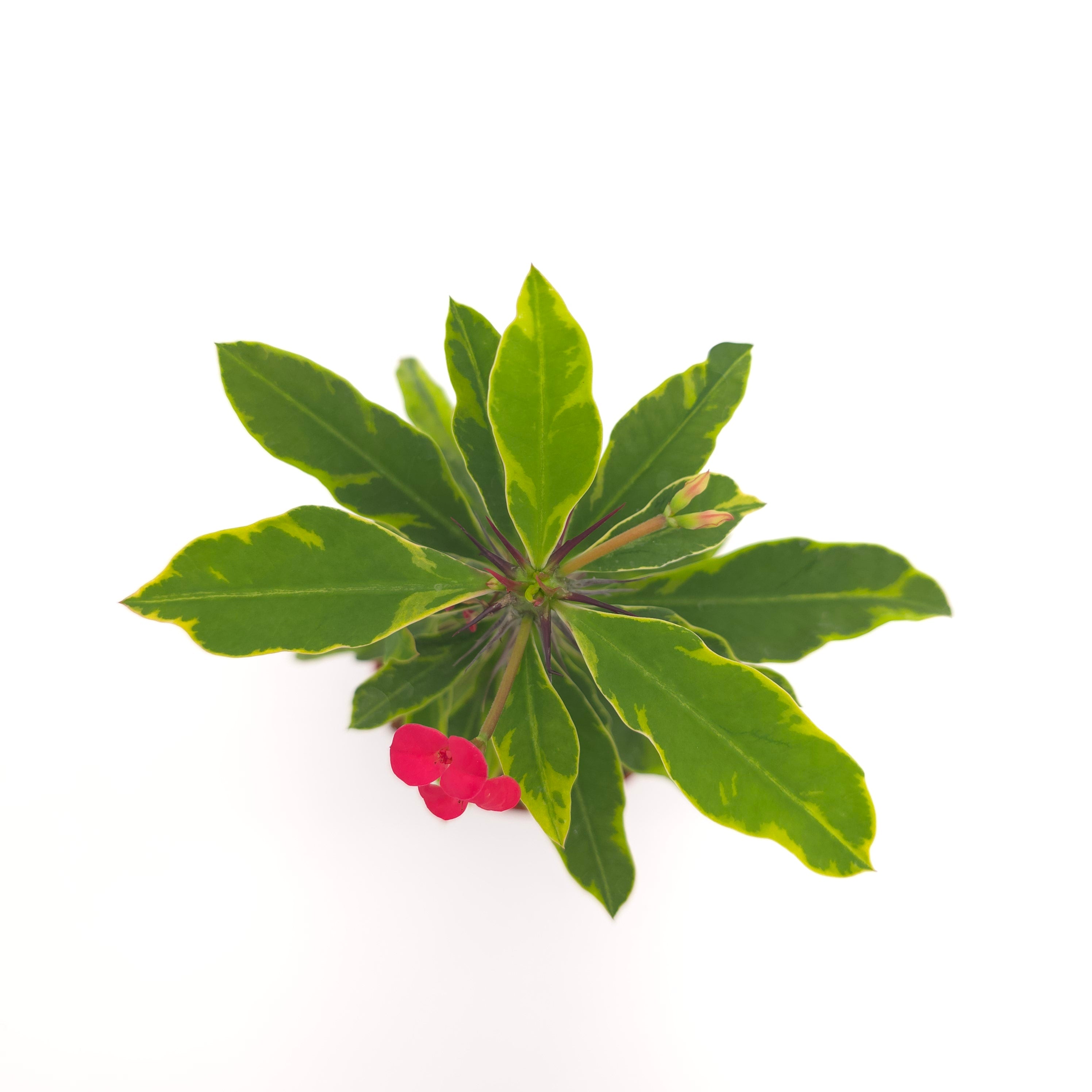 Euphorbia milli variegated (yellow variegated)