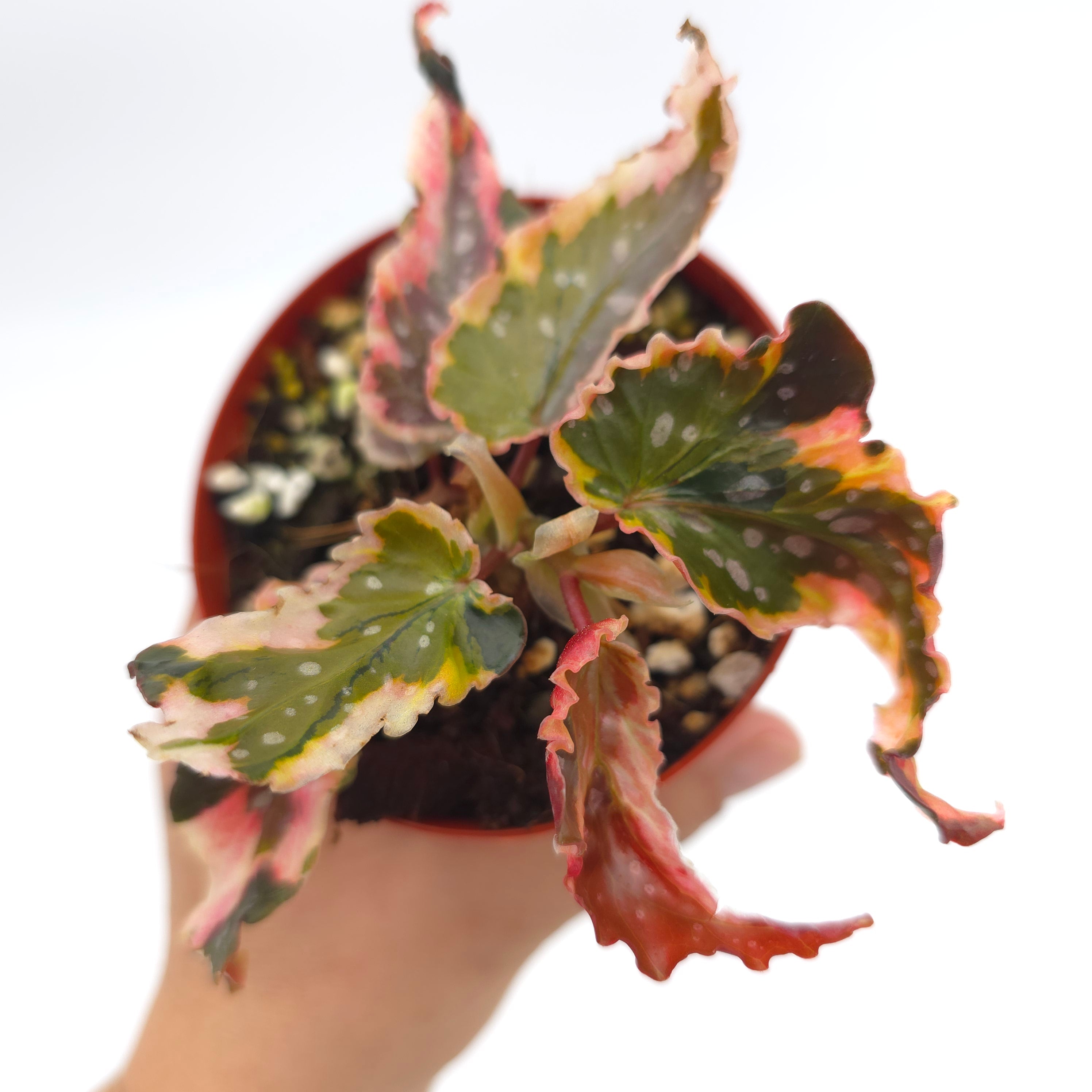 Begonia Dainty Spray Sport 3 inch pot Growers Choice