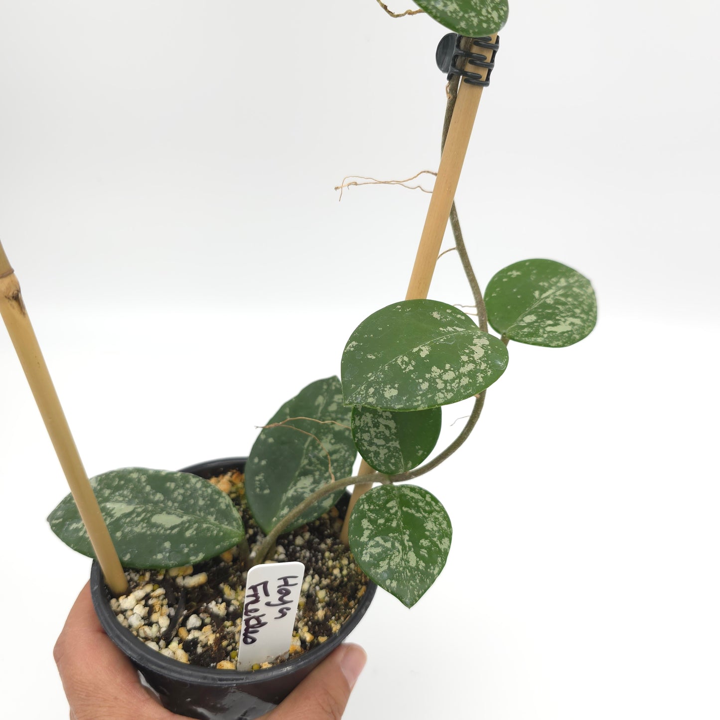 Hoya carnosa Freckles 4 inch pot 380