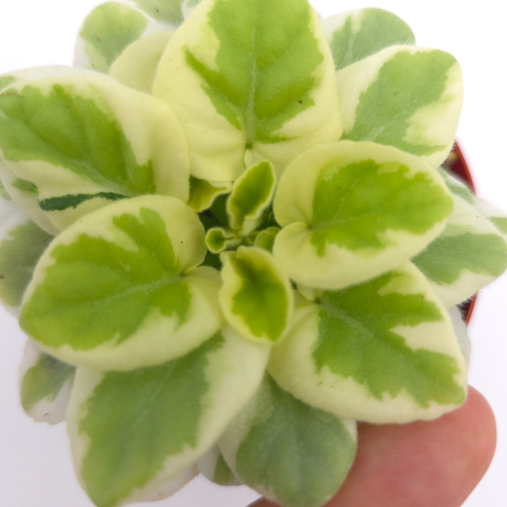 African Violet Balchug White Wolf 3 inch pot Growers Choice