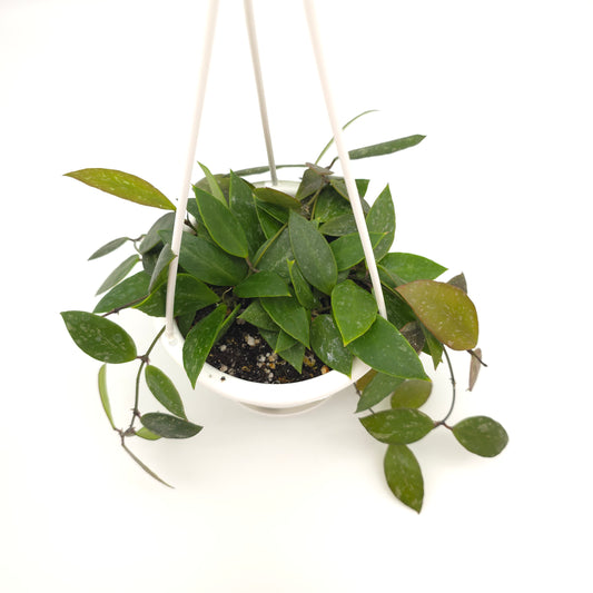 Hoya memoria (formerly gracilis) 4.5 inch hanging basket 592