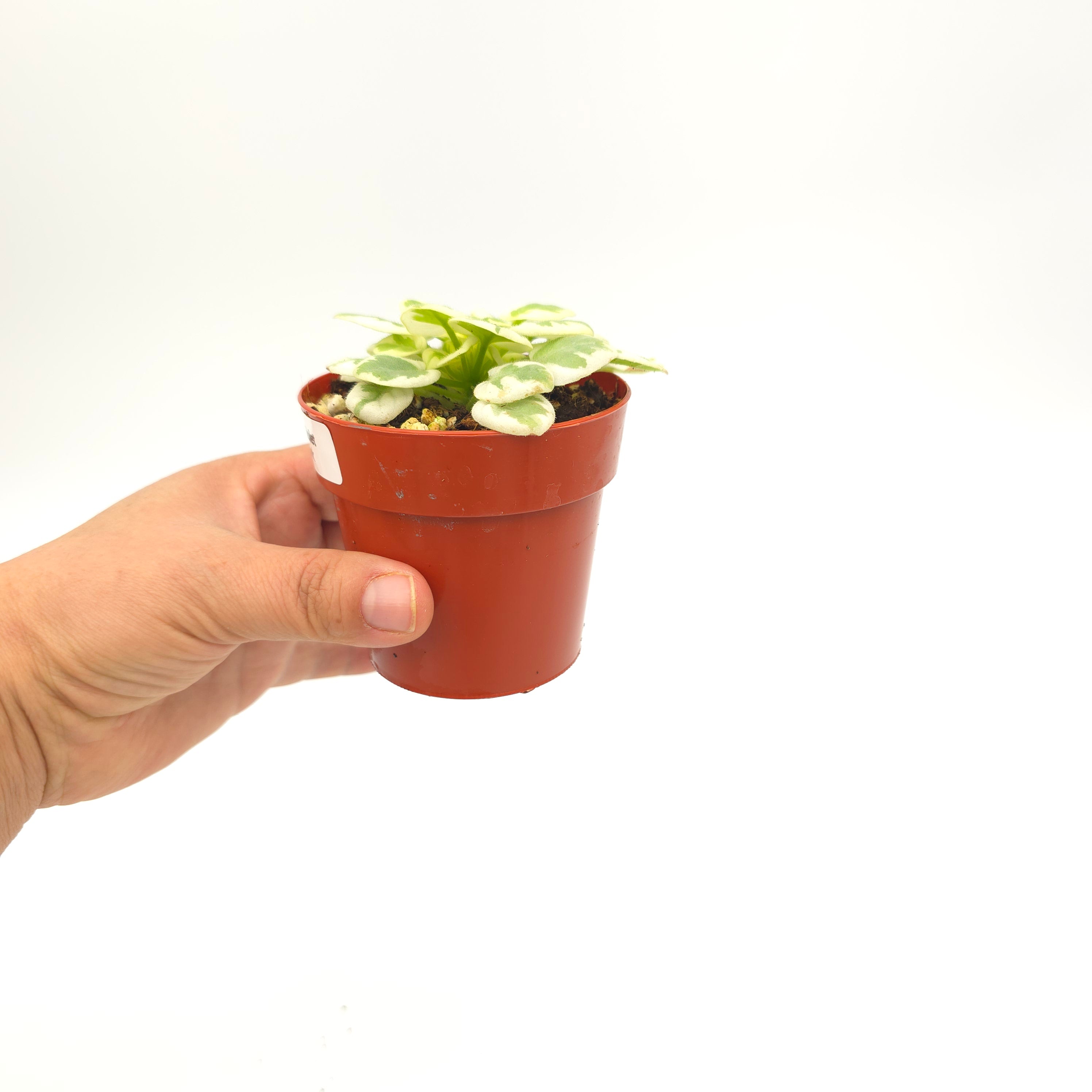 African Violet VA-Bank 3 inch pot Growers Choice