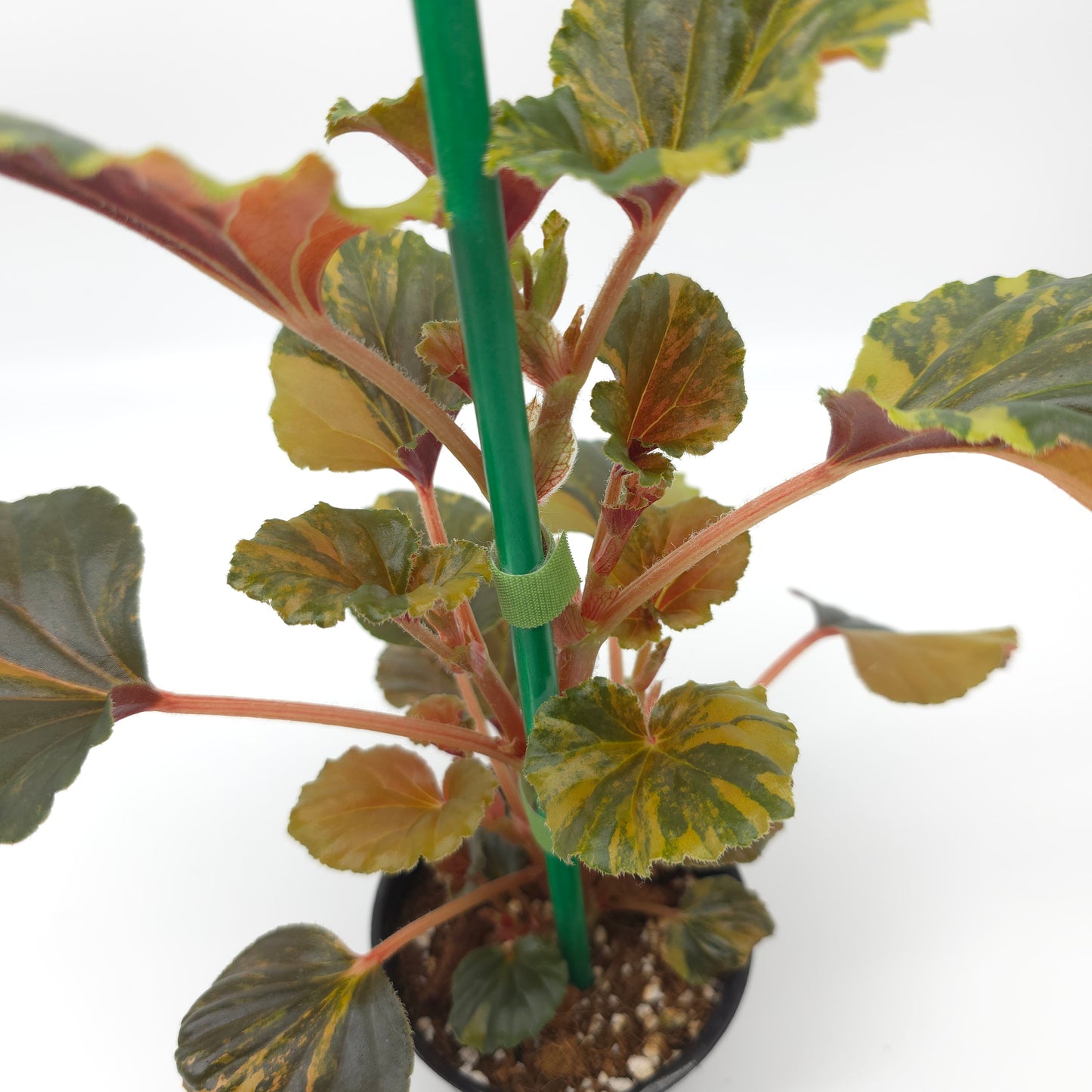 Begonia cucullata aurea variegata 4 inch pot
