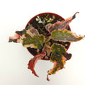 Begonia Dainty Spray Sport 3 inch pot Growers Choice