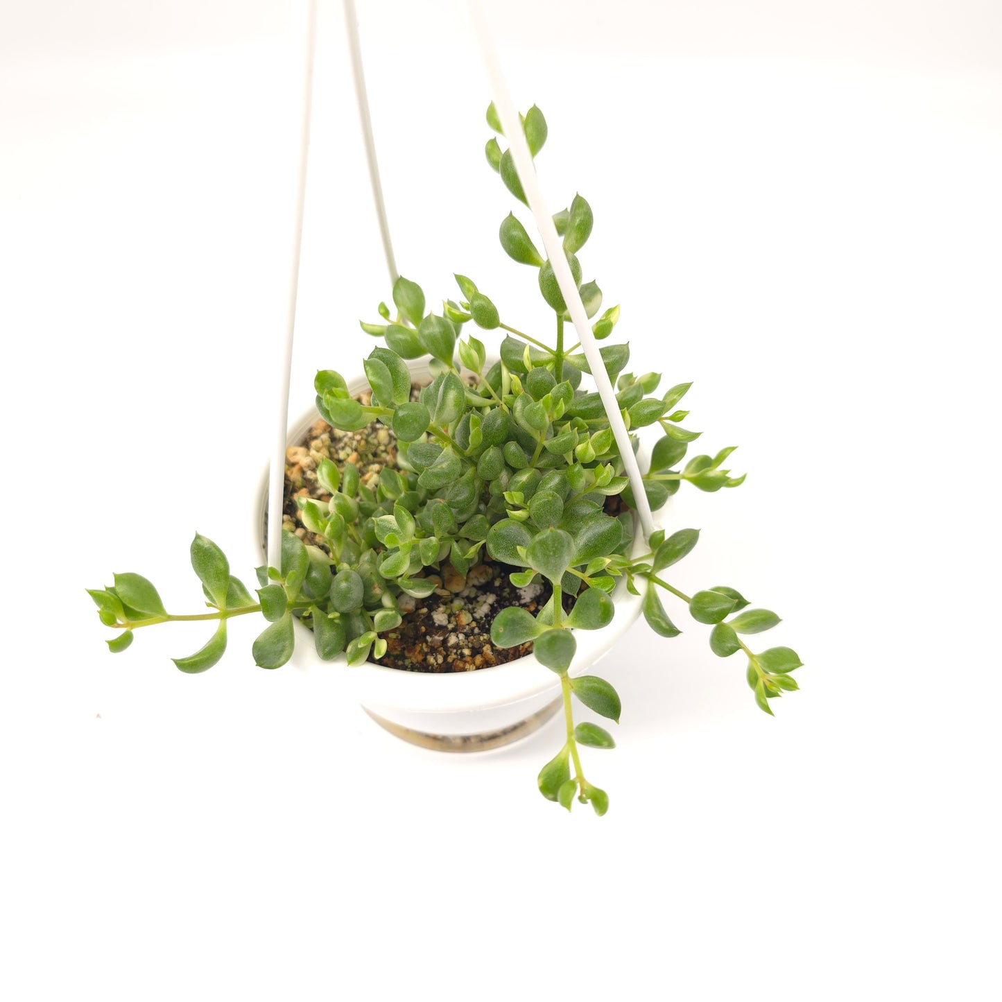 Cotyledon pendens variegata 4.5 inch hanging basket 390