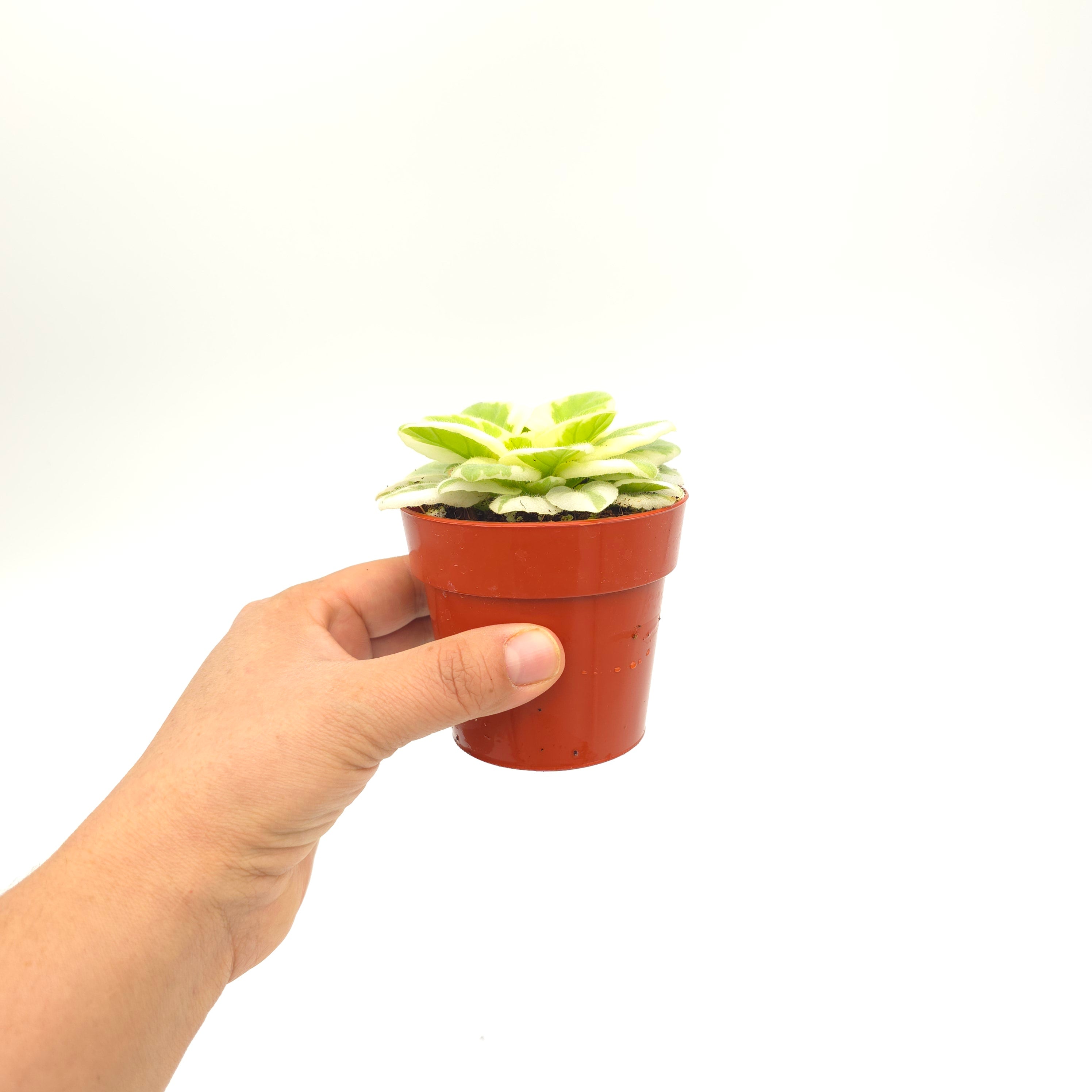 African Violet Balchug White Wolf 3 inch pot Growers Choice