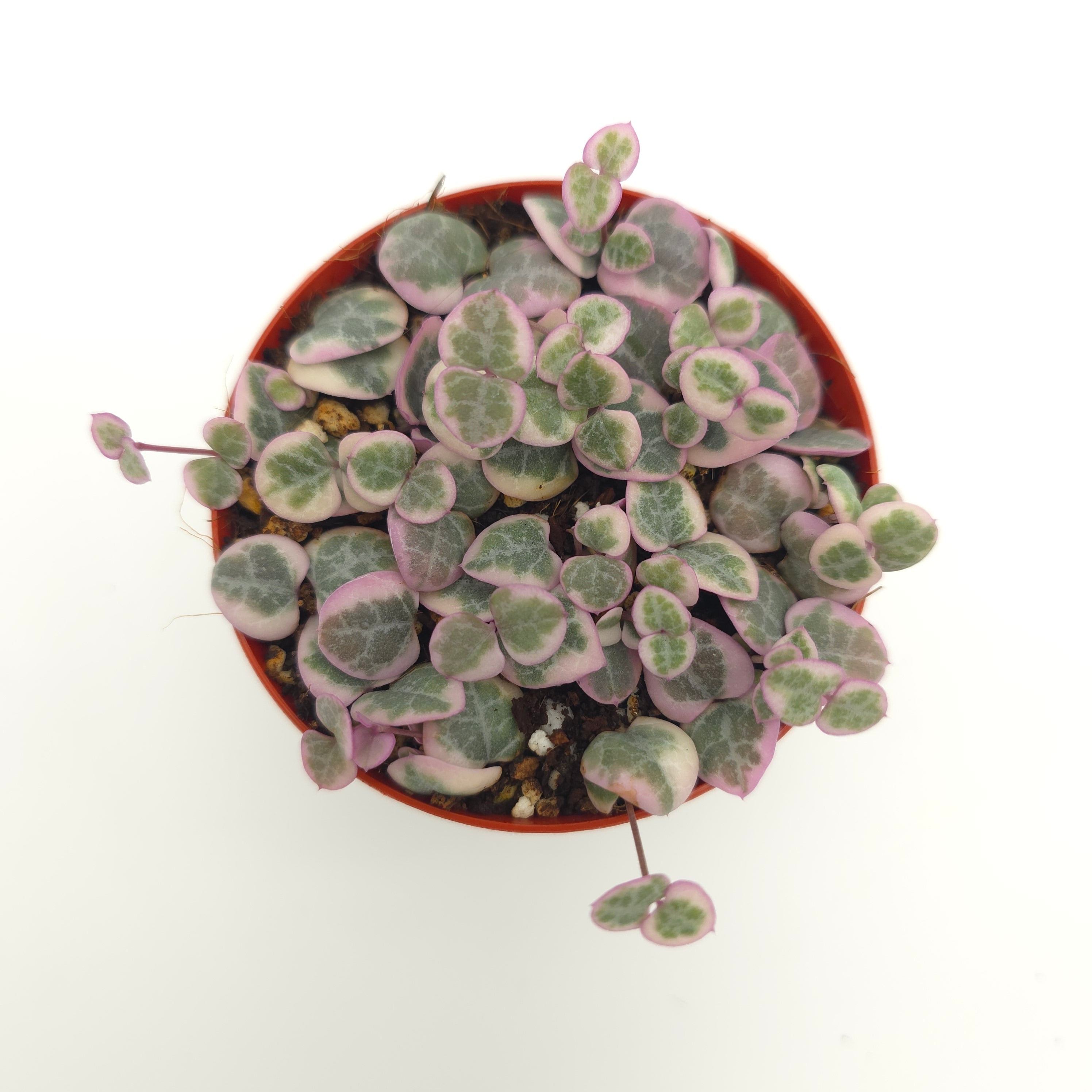 Ceropegia woodii variegata String of Hearts 3 inch pot growers choice