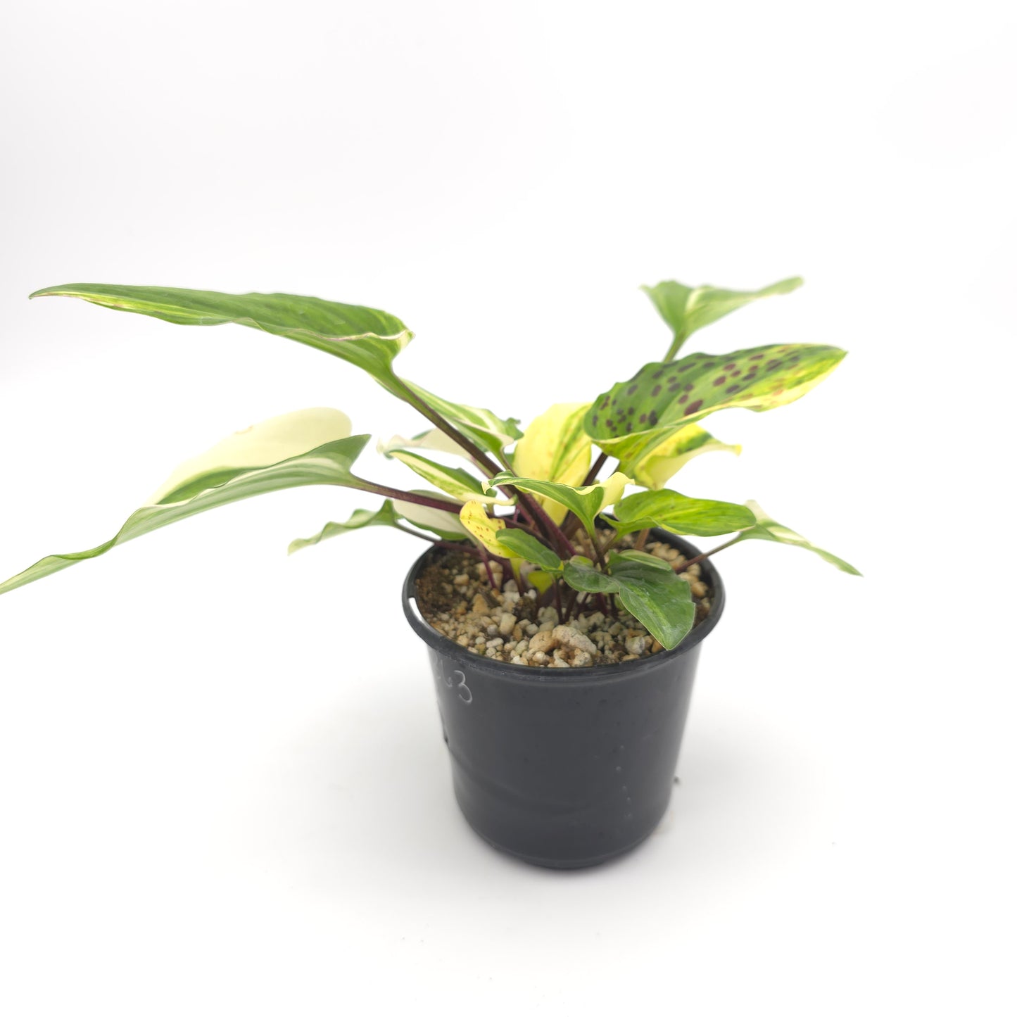 Drimopsis maculata variegata 4 inch pot 363