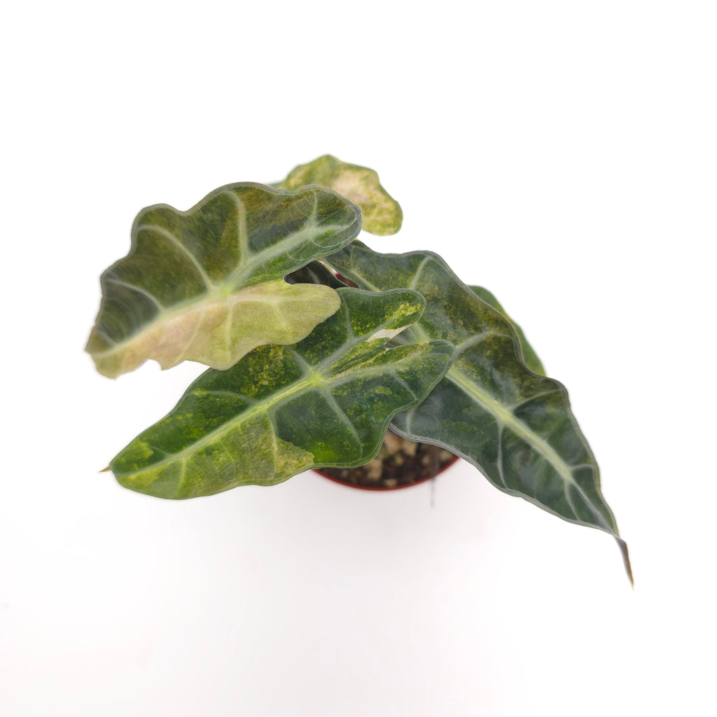 Alocasia Polly Yellow Splash (aka aurea variegated) 3 inch pot Growers Choice