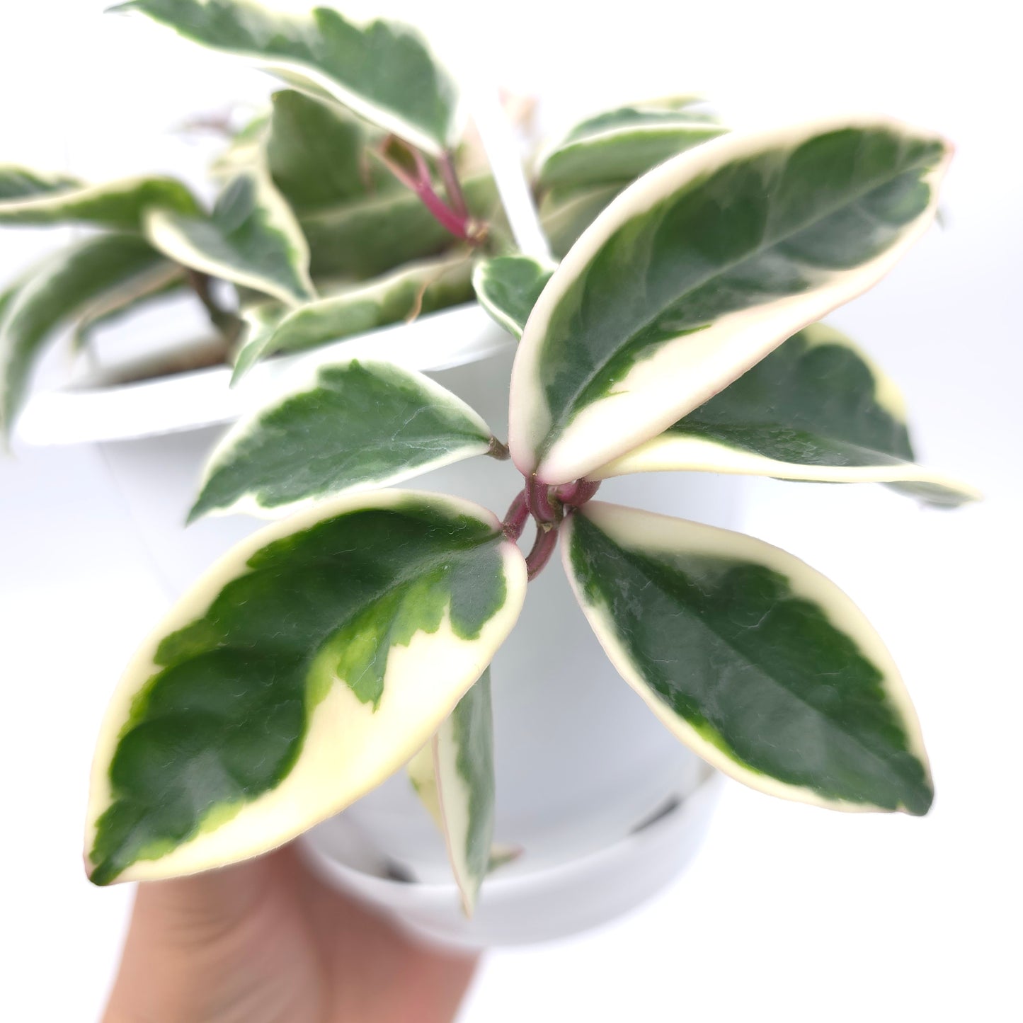 Hoya carnosa Suzie Q 4.5 inch hanging basket 364