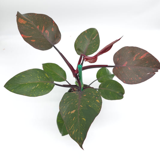 Philodendron Orange Princess  4.5 inch pot 246