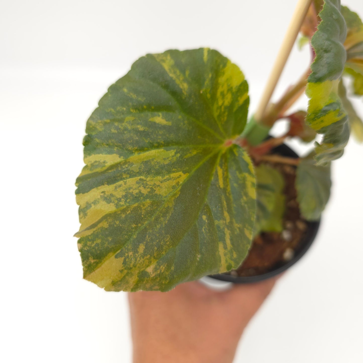 Begonia cucullata aurea variegata 4 inch pot 936