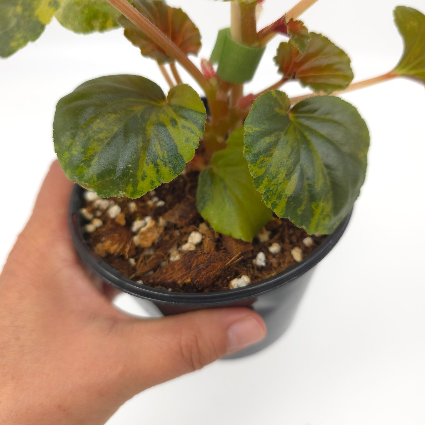 Begonia cucullata aurea variegata 4 inch pot 936