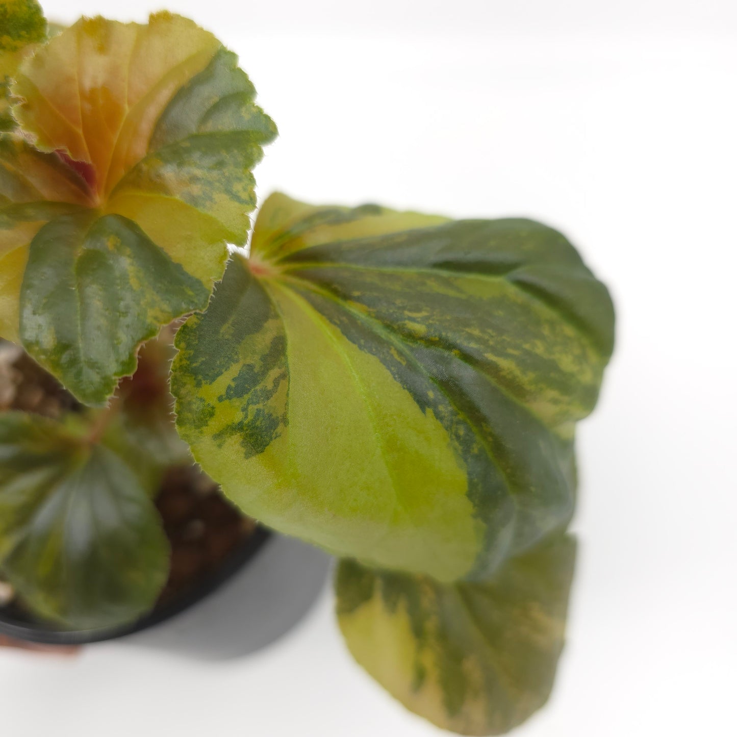 Begonia cucullata aurea variegata 4 inch pot 936