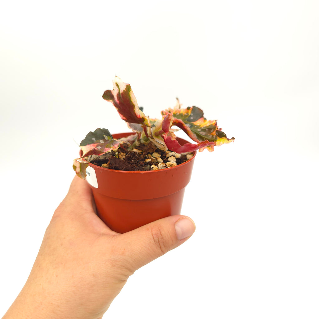 Begonia Dainty Spray Sport 3 inch pot Growers Choice