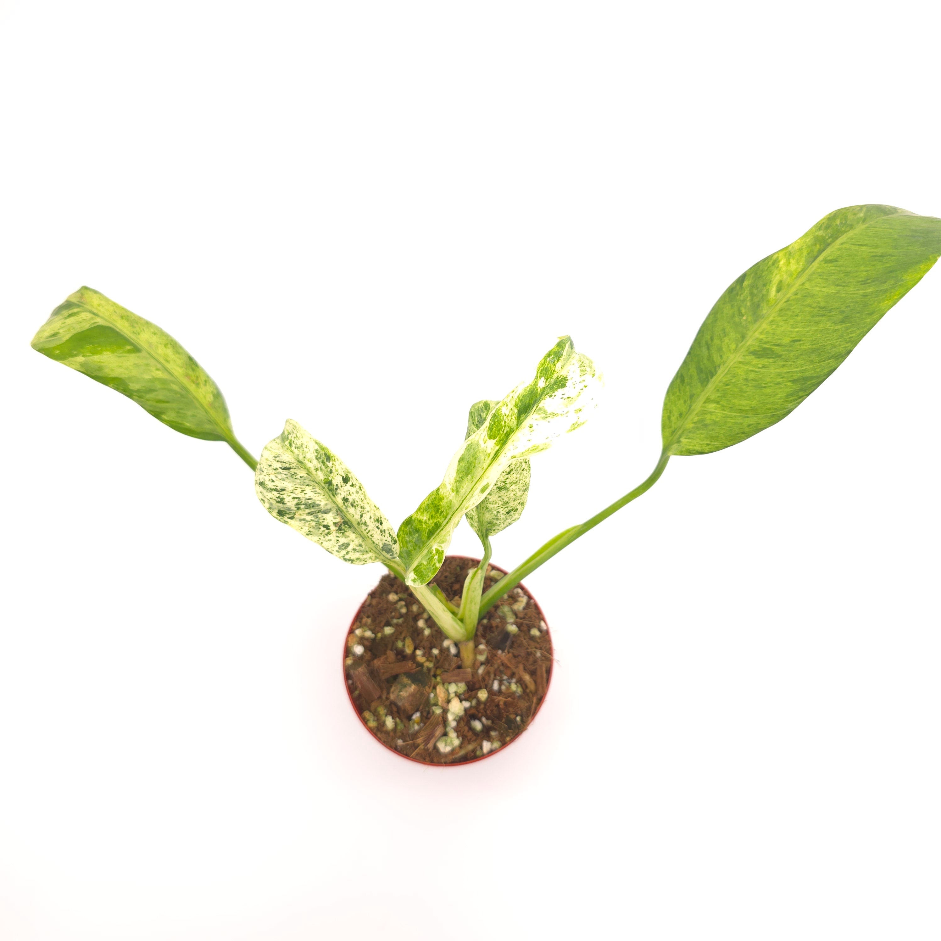 Epipremnum giganteum Marble 3 inch pot Growers Choice