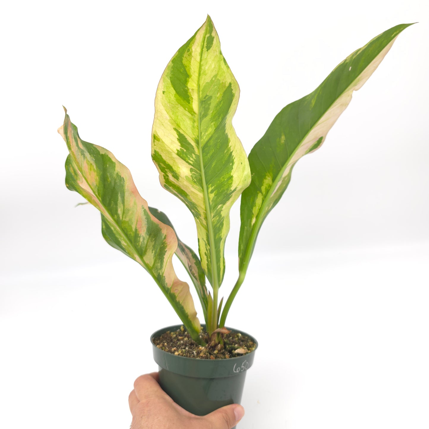 Anthurium Pink Camo 4 inch pot 650