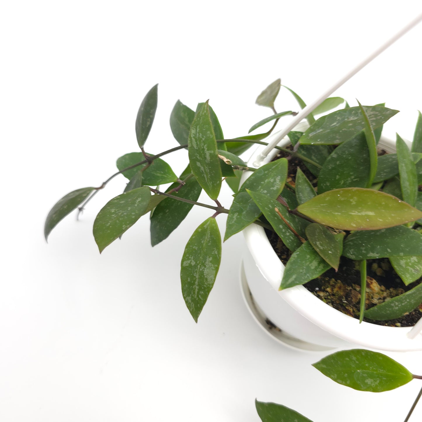 Hoya memoria (formerly gracilis) 4.5 inch hanging basket 243