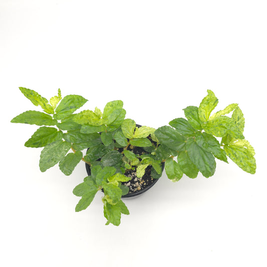 Pellonia repens variegated 4 inch pot 959