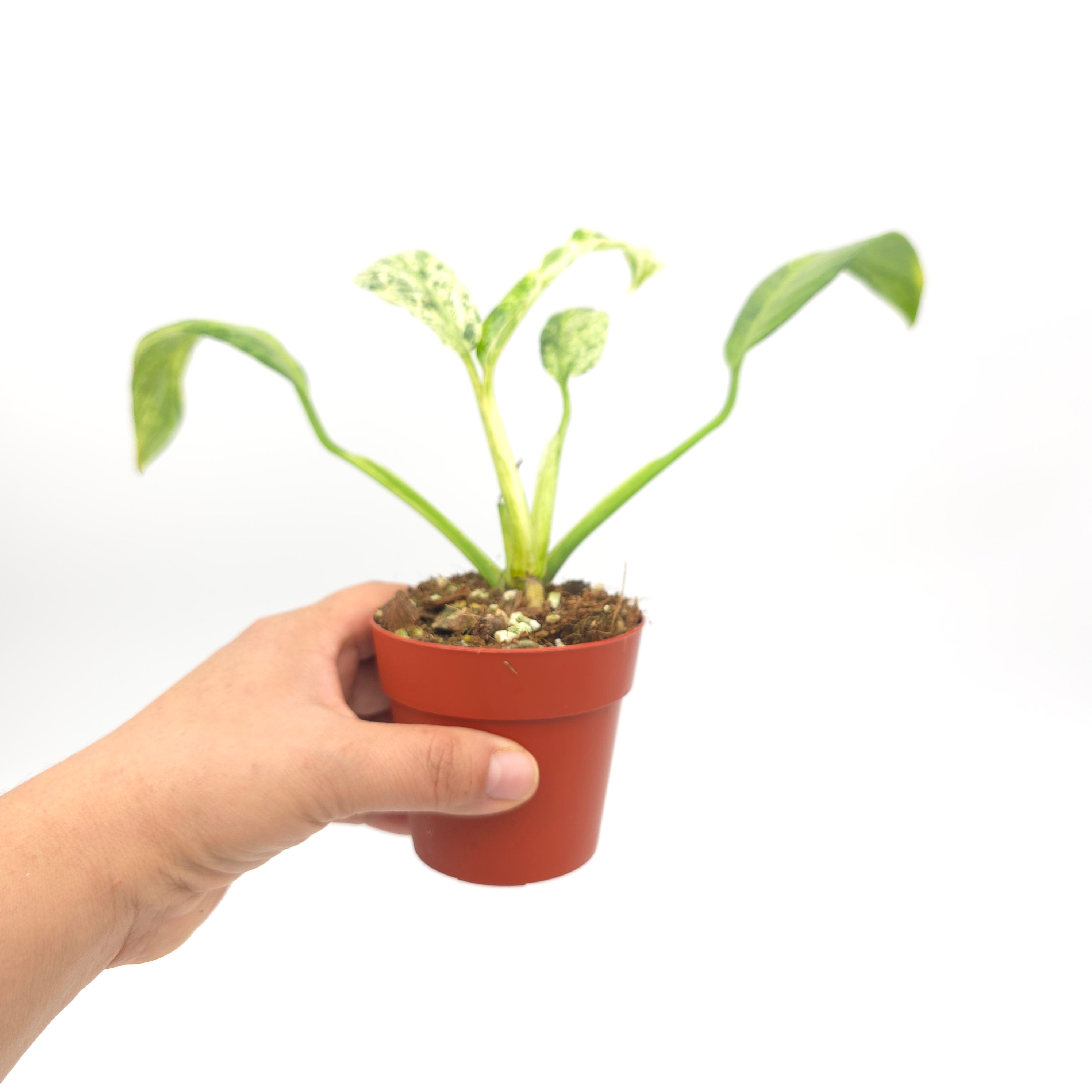 Epipremnum giganteum Marble 3 inch pot Growers Choice